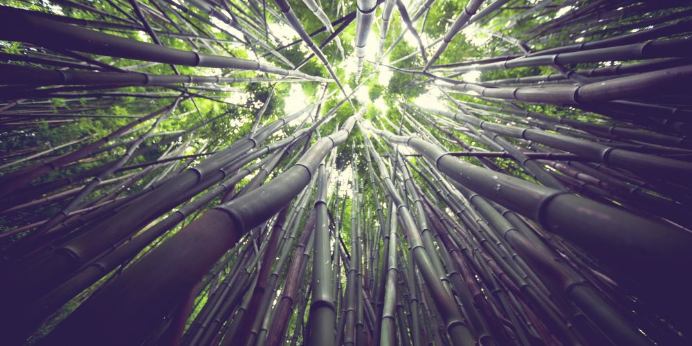Bamboo sustainable material for retail design solutions